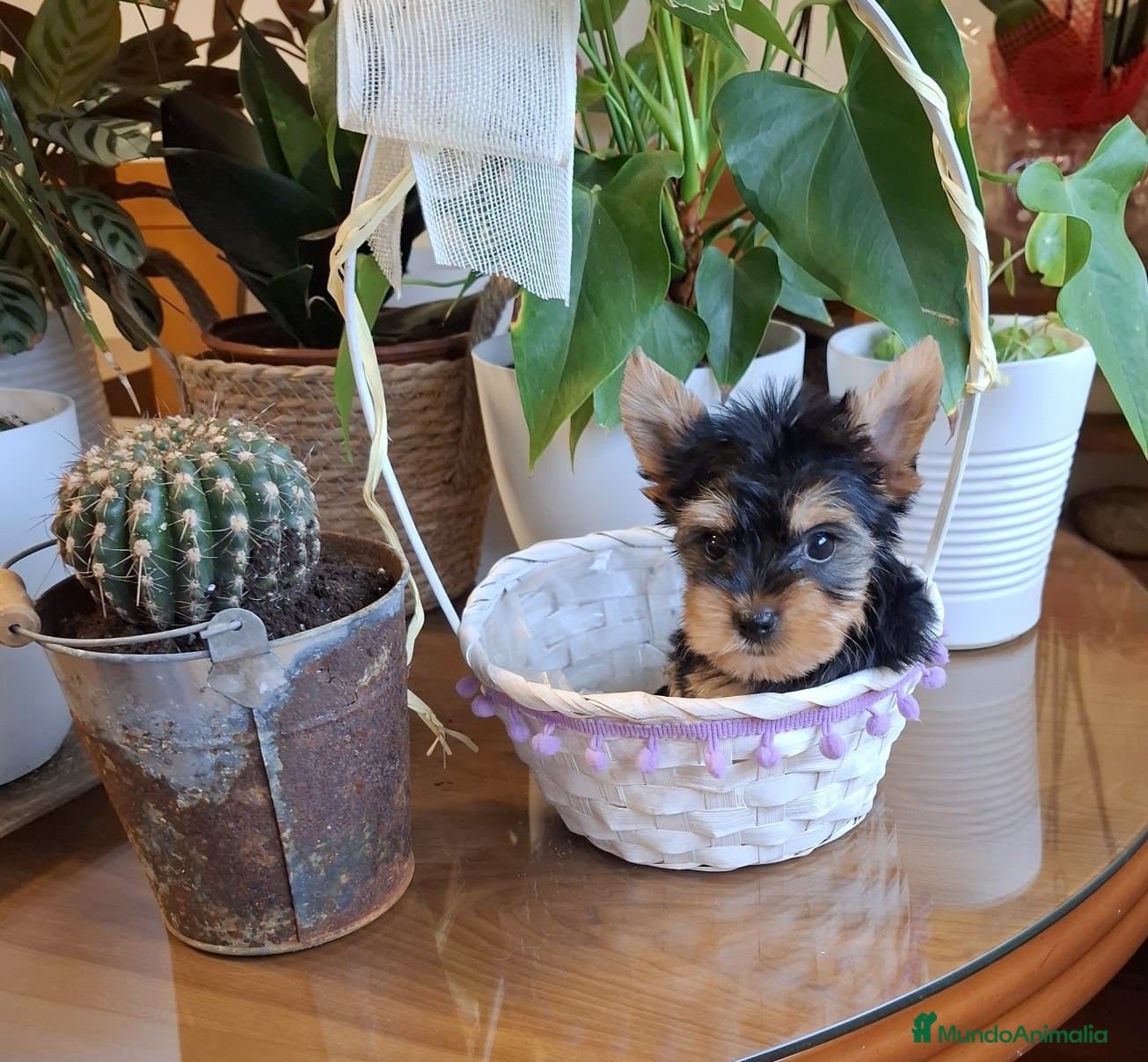 Yorkshire Terrier perros Yorkshire Terrier  en Barcelona - Anuncio 24