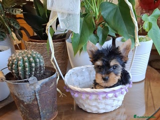 Yorkshire Terrier perros en Barcelona - Anuncio 25