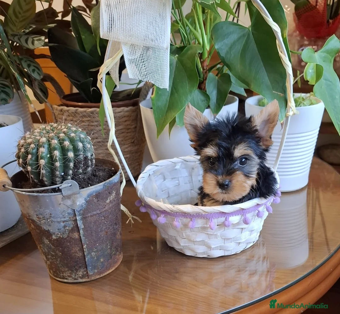Yorkshire Terrier perros en venta: Yorkshire Terrier  en Barcelona - Anuncio 1