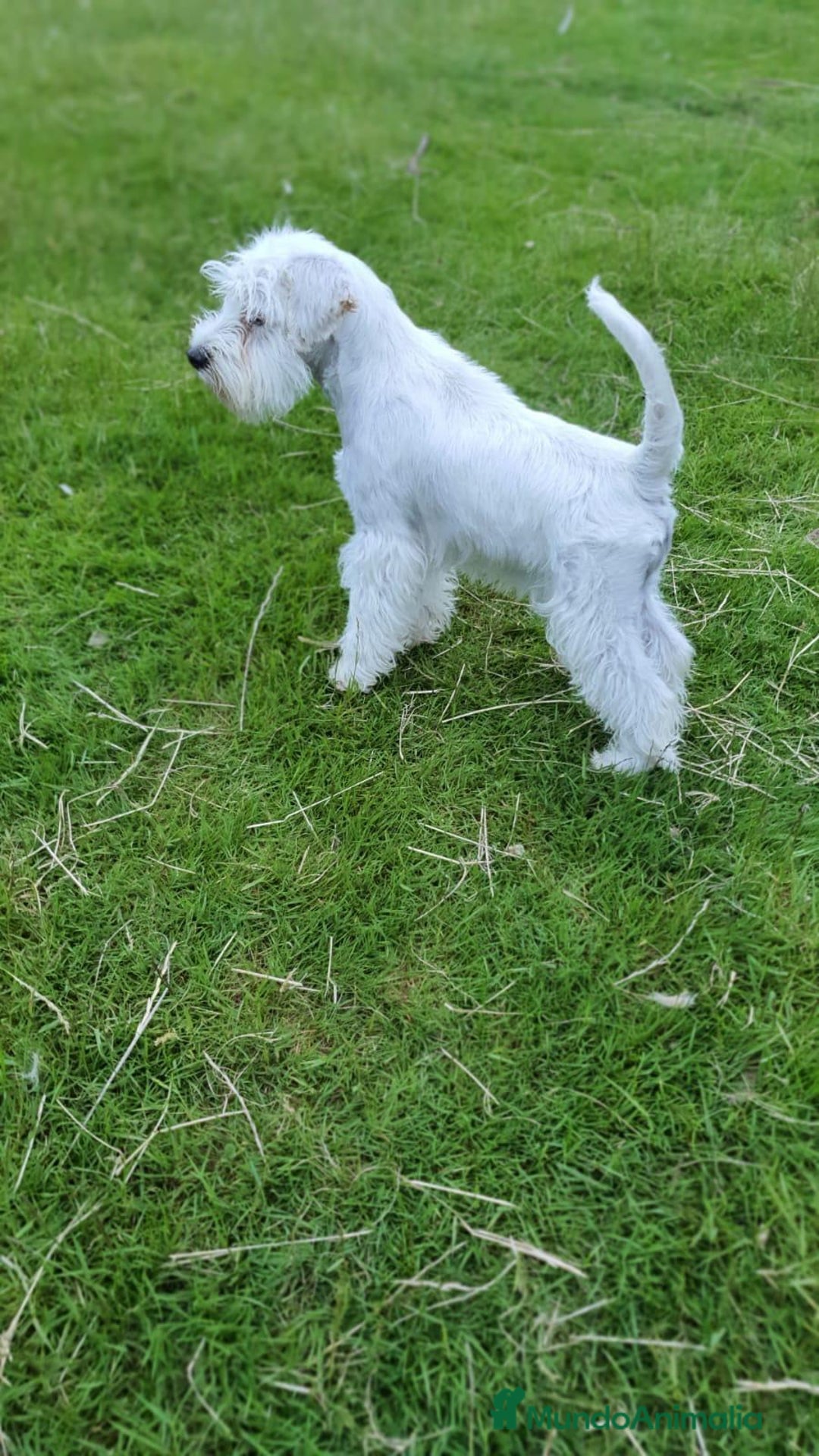 Schnauzer Miniatura perros en venta: Schnauzer Miniatura macho 5 meses - Imagen 3