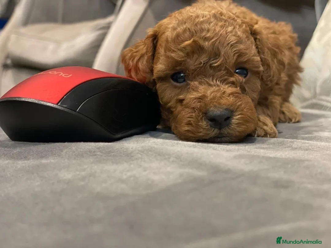 Caniche Toy perros en venta: caniche toy - Anuncio 5