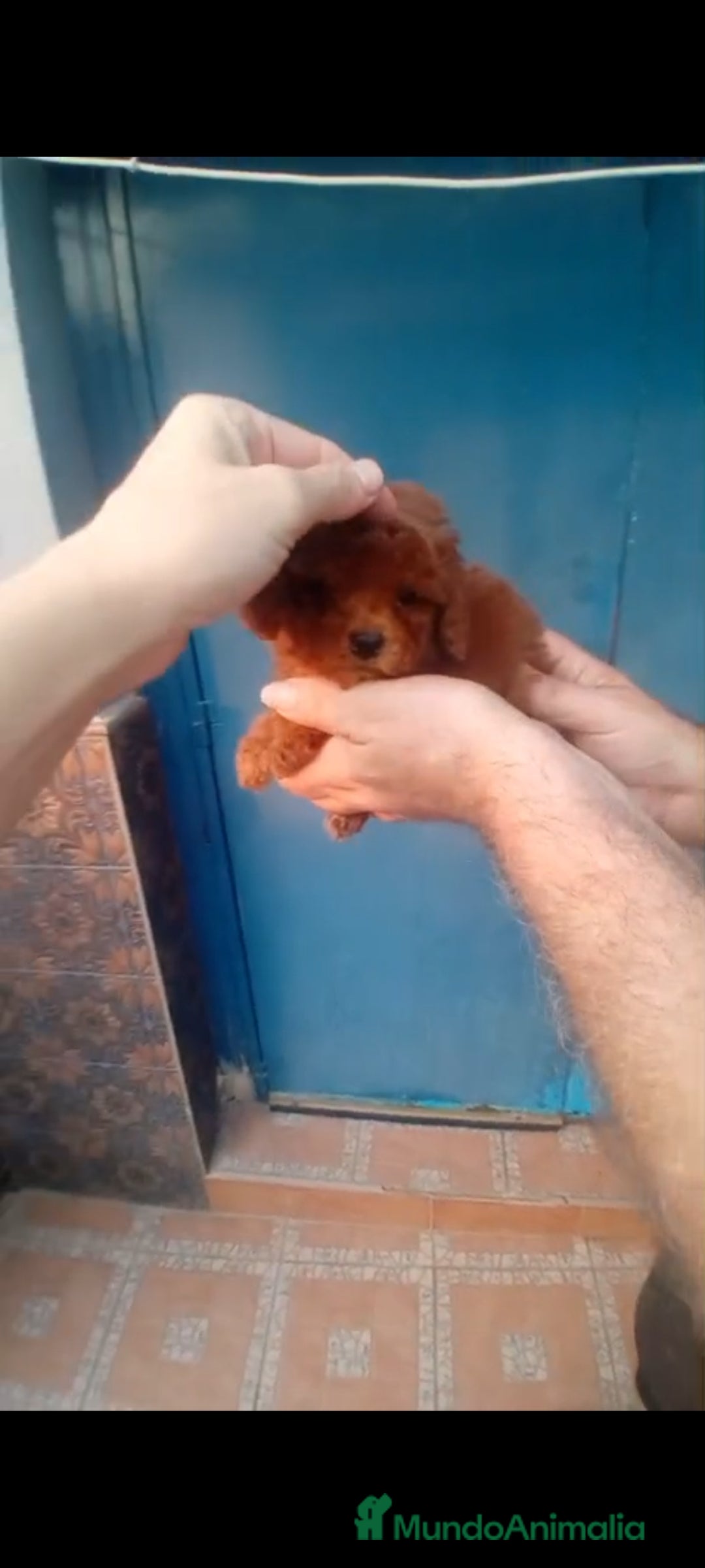 Caniche Toy perros en venta: Caniche mini toy  - Imagen 3