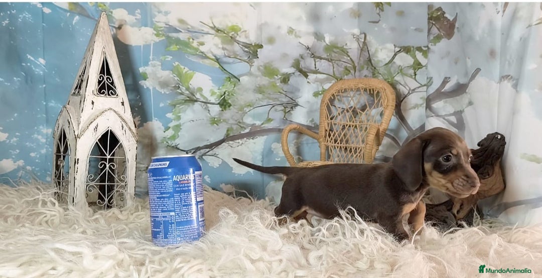 Teckel perros en venta: Teckel kanichen  - Anuncio 4