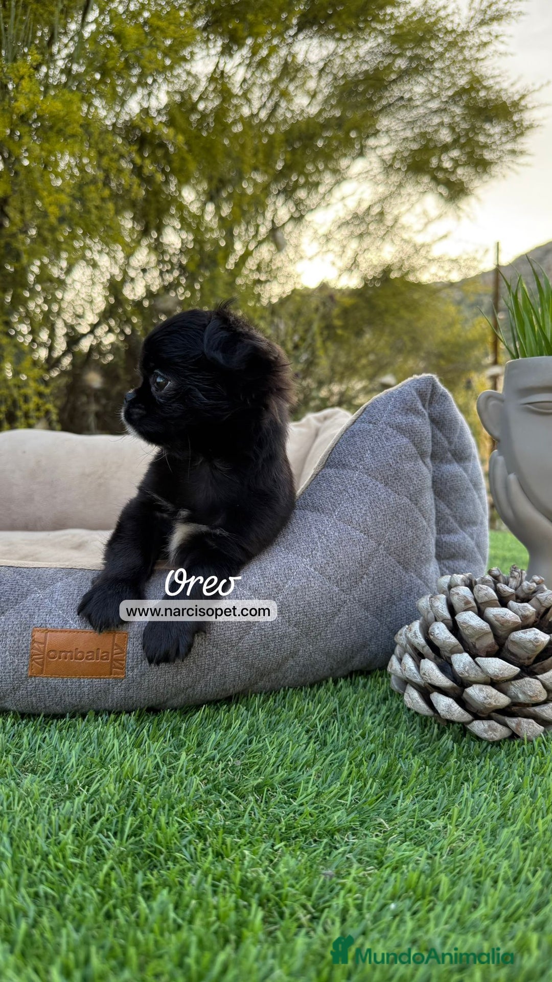 Chihuahua perros en venta: CHIHUAHUA TOY PELO LARGO - Imagen 5