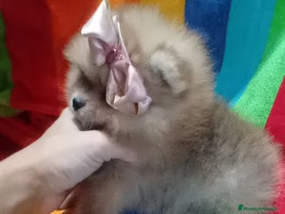 Pomerania perros - Anuncio 17