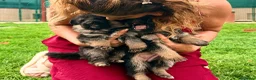 Pastor Alemán perros en venta: Espectacular cachorro de pastor alemán  - Anuncio 10
