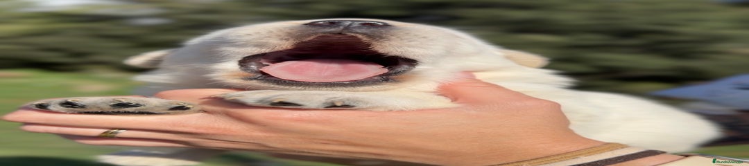 Labrador Retriever Cachorro 2