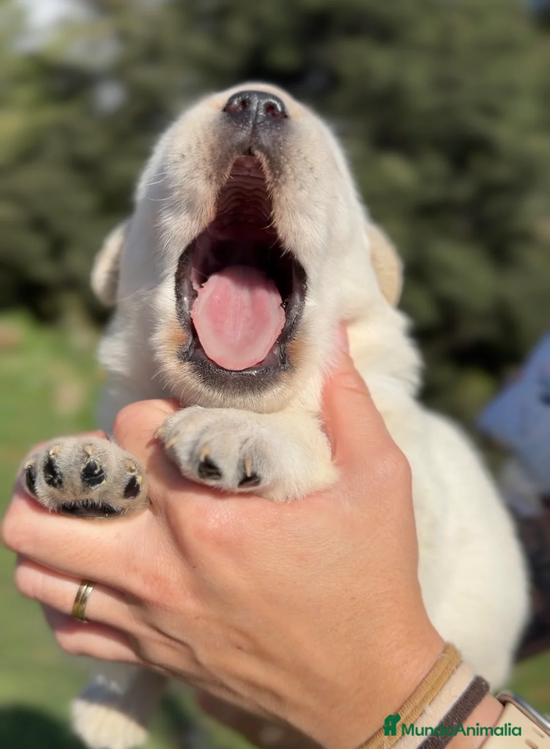 Labrador Retriever perros en venta: Labrador amarillo  - Anuncio 4