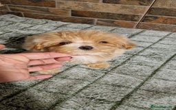 Maltipoo perros en venta: MALTIPOO MIRCO Y MICRO/TEA CUP - Imagen 2