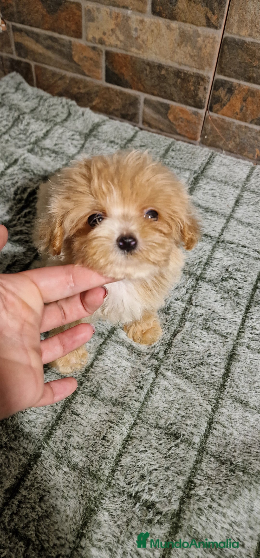 Maltipoo perros en venta: MALTIPOO MIRCO Y MICRO/TEA CUP - Imagen 2