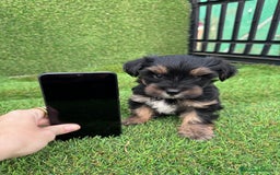 Yorkshire Terrier perros en venta: YORKSHIRE ESPECTACULARES LISTOS PARA ENTREGAR  - Anuncio 4