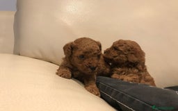 Caniche Toy perros en venta: caniche toy rojo - Imagen 1