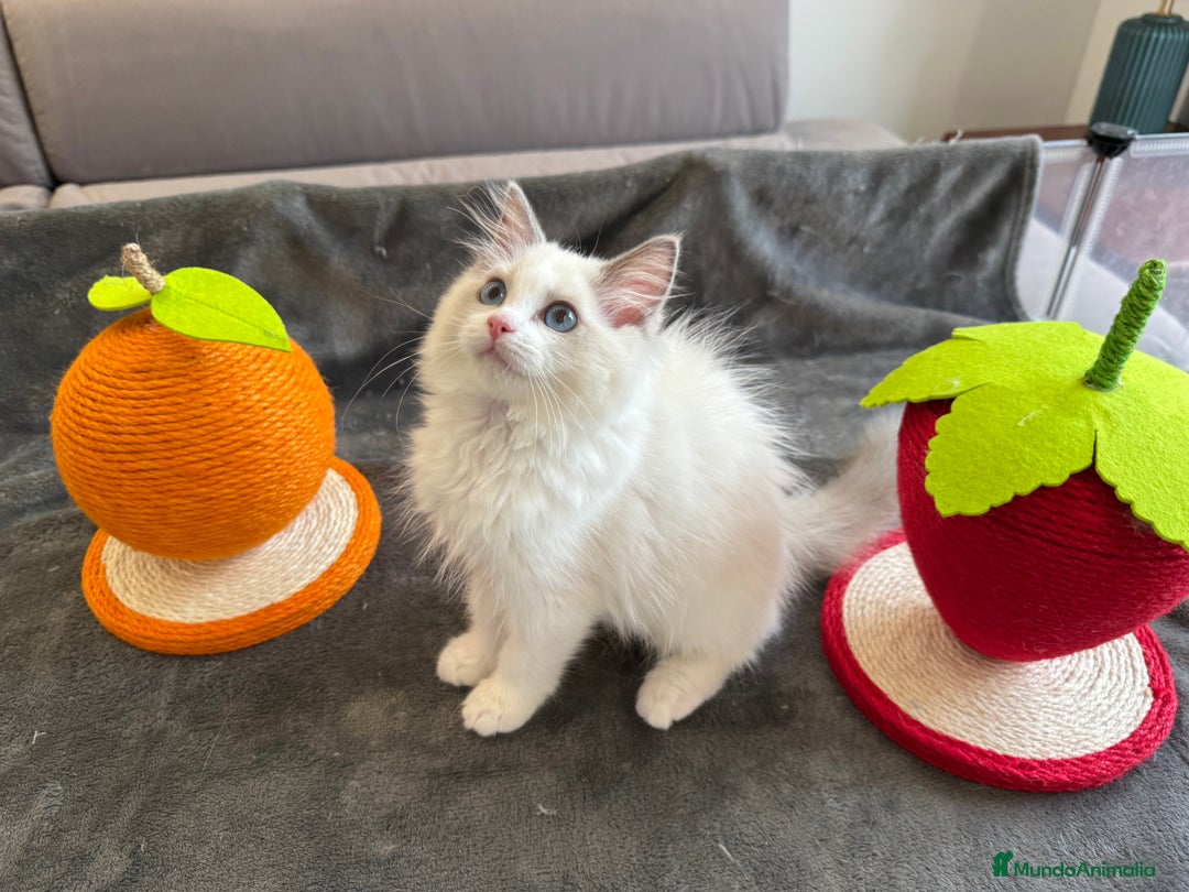 Ragdoll gatos en venta: Gatitos Ragdoll 19-05 - Imagen 10