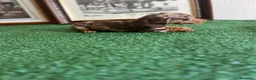 Teckel Miniatura perros en venta: Cachorra mini arlequín chocolate  - Anuncio 2