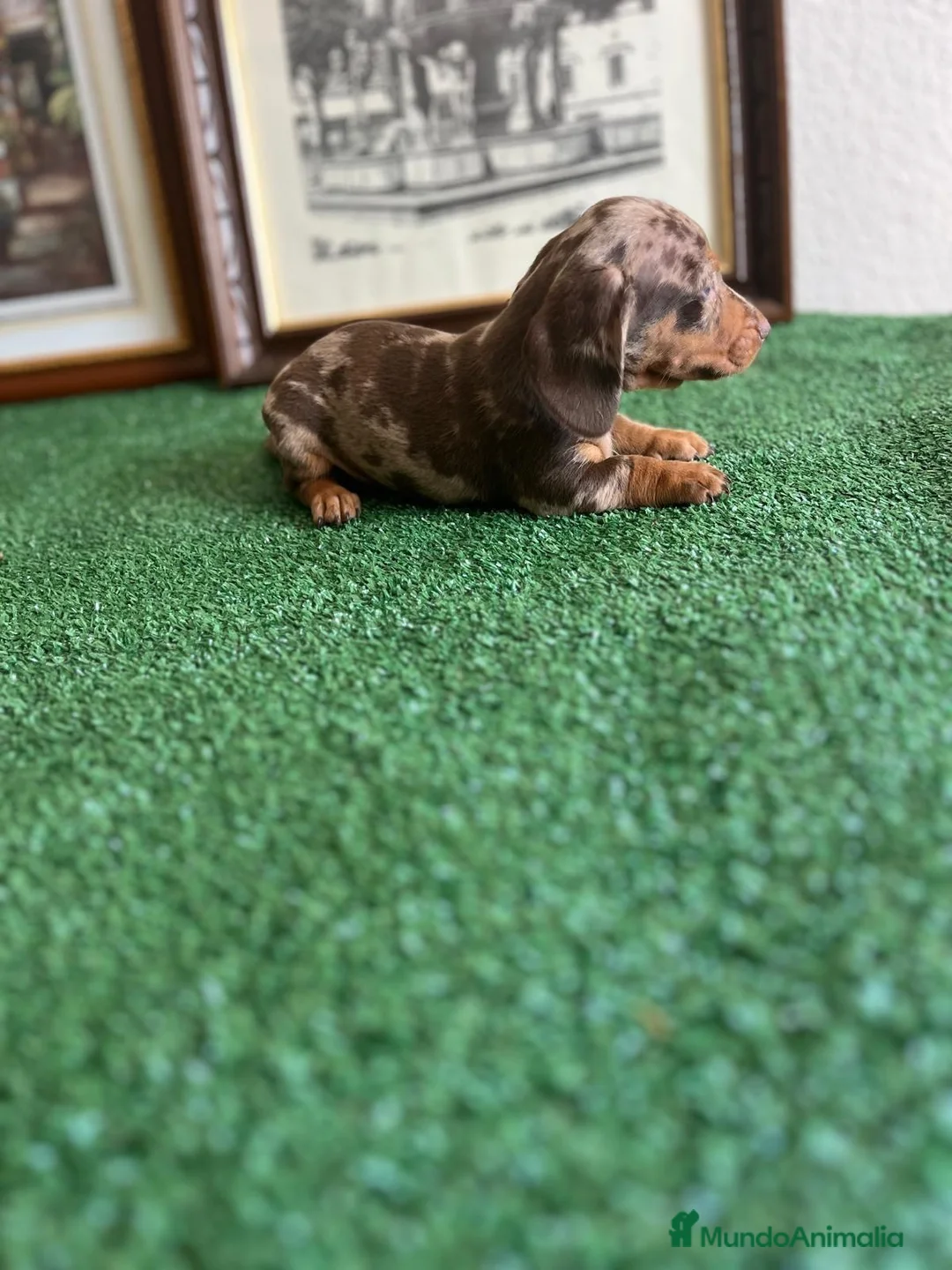 Teckel Miniatura perros en venta: Cachorra mini arlequín chocolate  - Anuncio 2