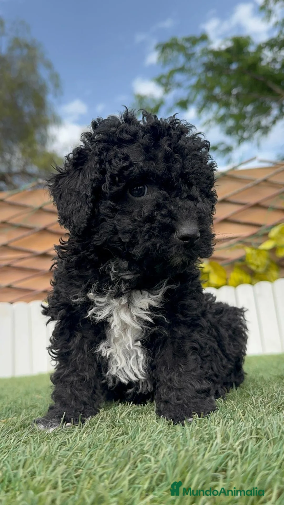 Perro de Agua Español perros en venta: PERRO DE AGUA-LISTO PARA ENTREGAR - Anuncio 1