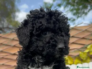 Perro de Agua Español perros PERRO DE AGUA-LISTO PARA ENTREGAR - Anuncio 15