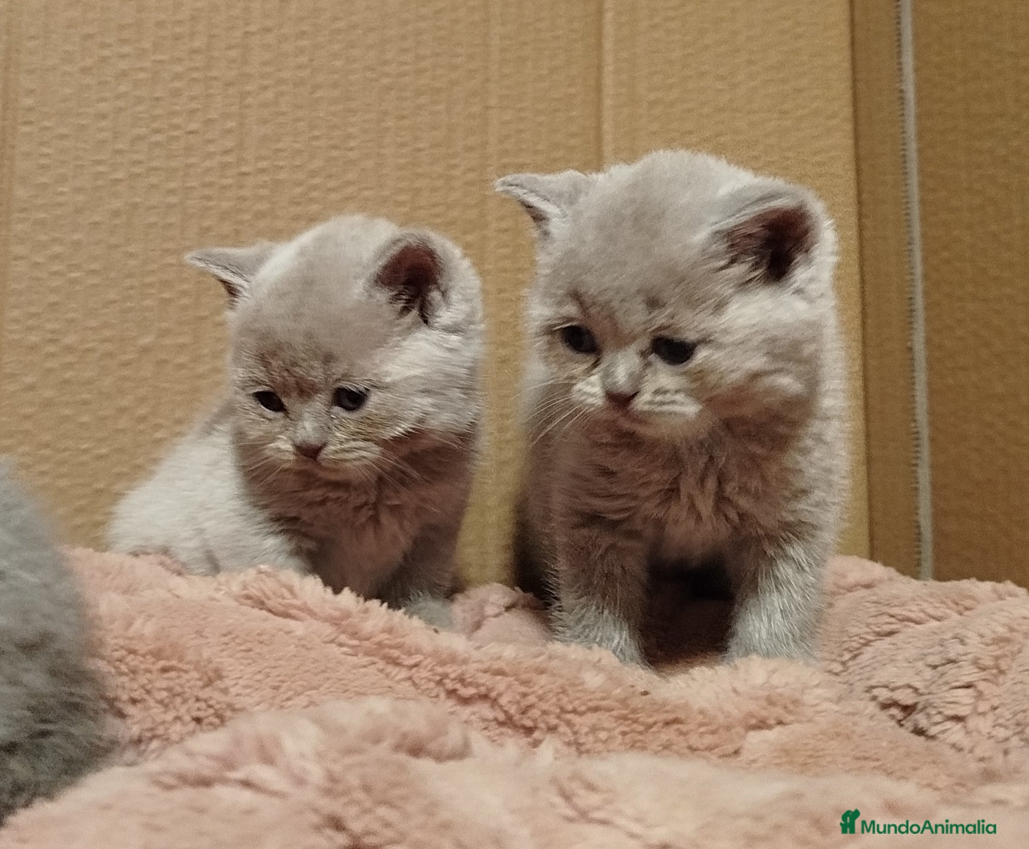 Británico de Pelo Corto gatos British Shorthair  - Anuncio 1