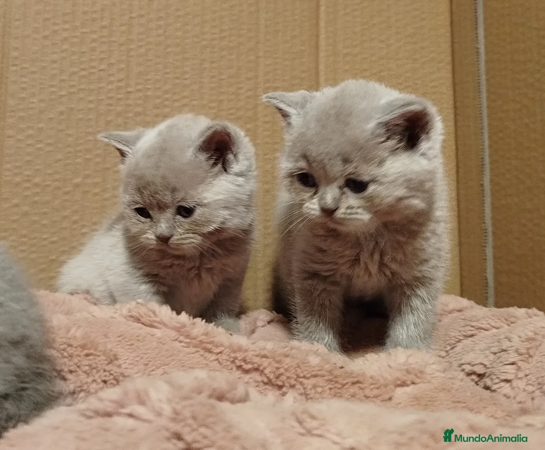 Británico de Pelo Corto gatos en venta: British Shorthair  - Anuncio 1