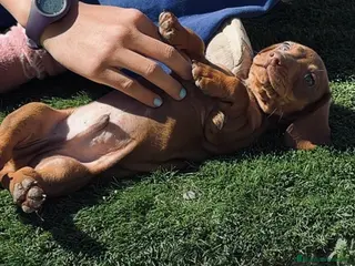 Teckel Miniatura perros Cachorritos miniatura kaninchen - Anuncio 39