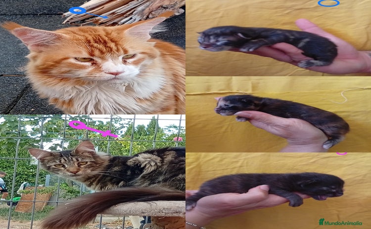 Maine Coon gatos Dos hembras tricolor - Anuncio 3