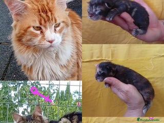 Maine Coon gatos Dos hembras tricolor - Anuncio 3