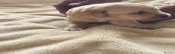 Labrador Retriever perros en venta: LABRADOR RETRIEVER  - Anuncio 2
