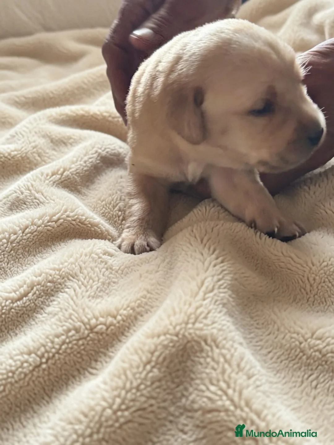 Labrador Retriever perros en venta: LABRADOR RETRIEVER  - Anuncio 2