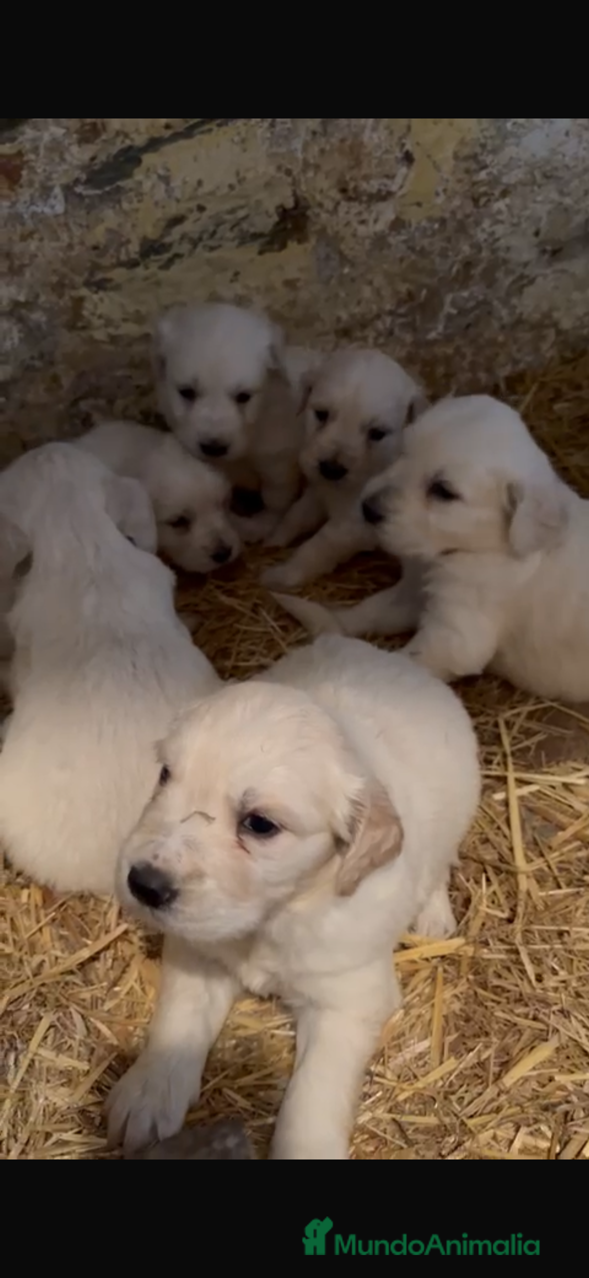 Golden Retriever perros Espectacular camada de golden retriever - Anuncio 5