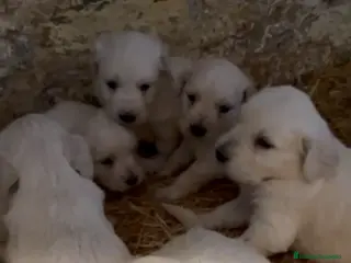 Golden Retriever perros Espectacular camada de golden retriever - Anuncio 5