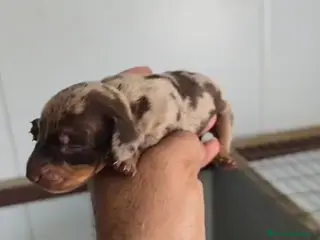 Teckel Miniatura perros Teckel miniatura arlequín chocolate🔥 - Anuncio 3