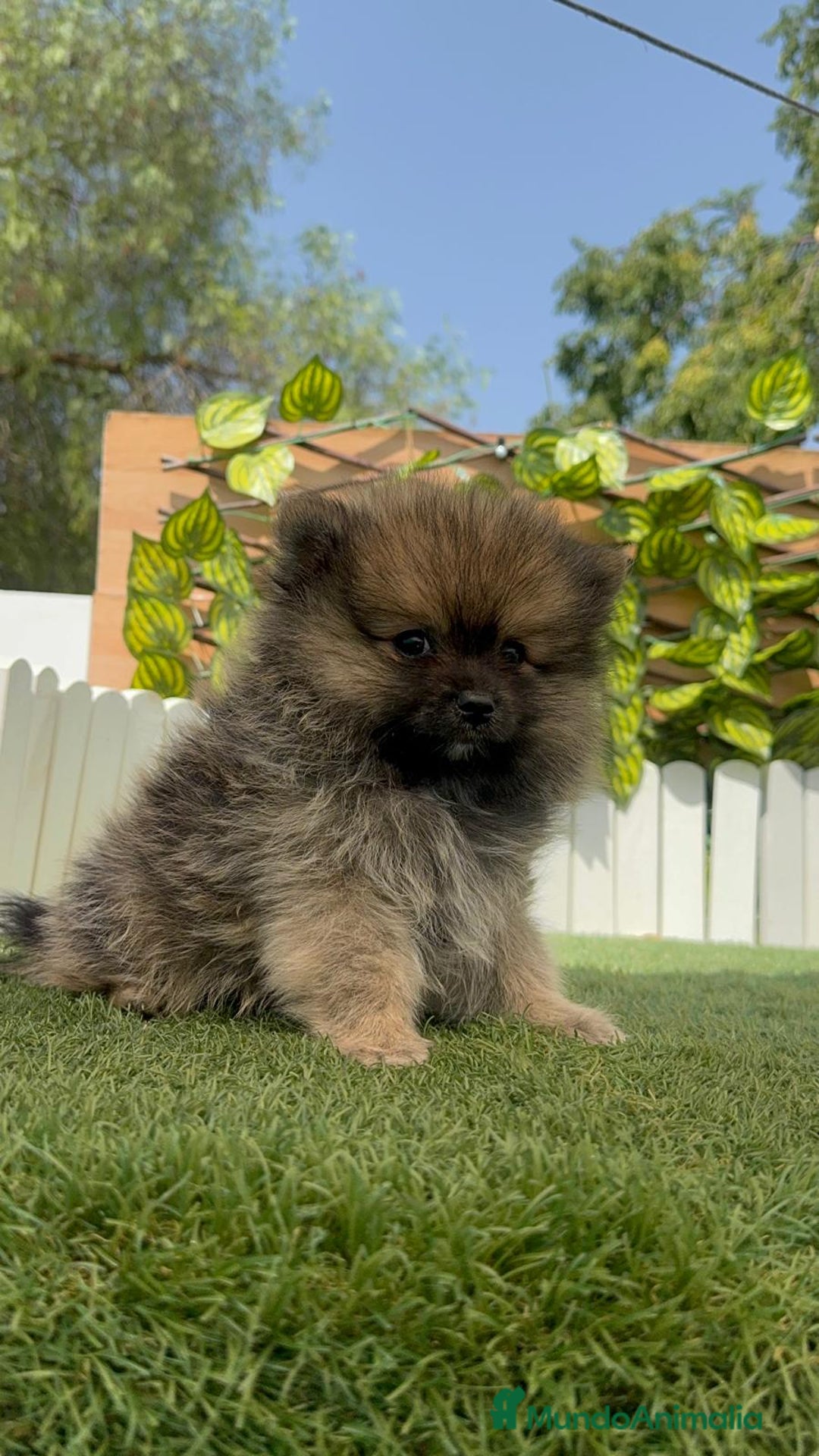 Pomerania perros en venta: POMERANIA HEMBRA COLOR SABLE - Imagen 19