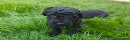 Perro de Agua Español perros en venta: PDA 🖤🖤 en Asturias - Anuncio 8