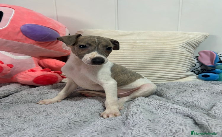 Pequeño Lebrel Italiano perros - Anuncio 1