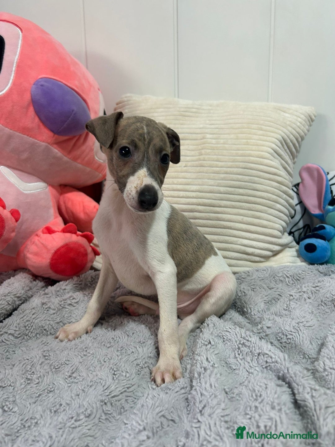 Pequeño Lebrel Italiano perros en venta: Piccolo italiano  - Imagen 1