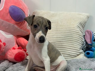 Pequeño Lebrel Italiano perros - Anuncio 20