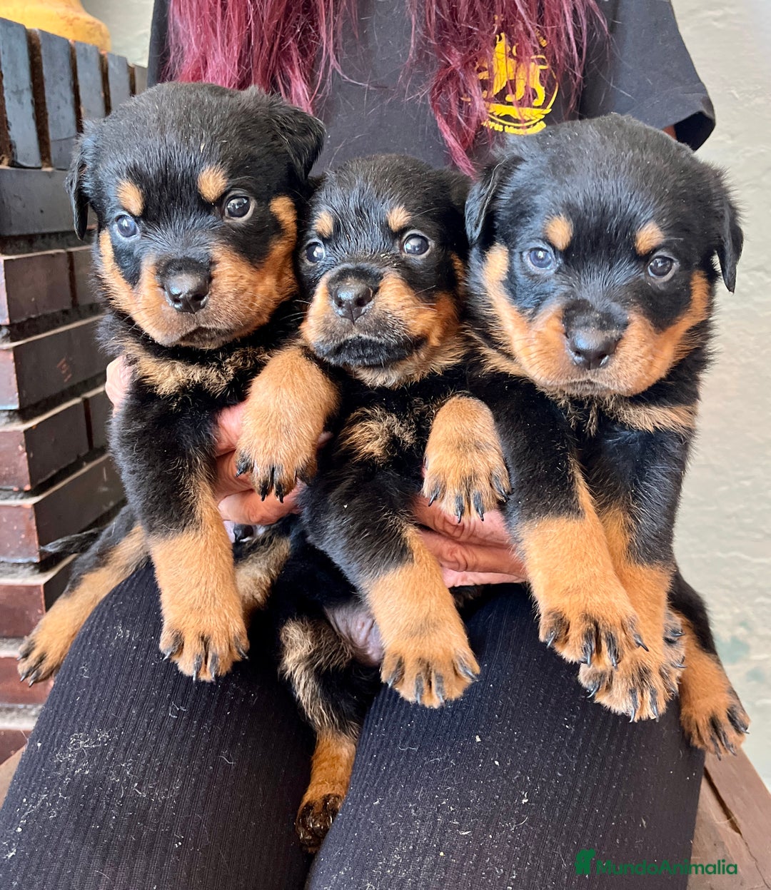 Rottweiler perros en venta: ROTTWEILER macho y hembra - Imagen 5