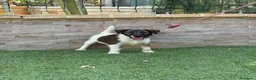 Fox Terrier de Pelo Liso perros en venta: Cachorra fox pelo liso - Anuncio 9