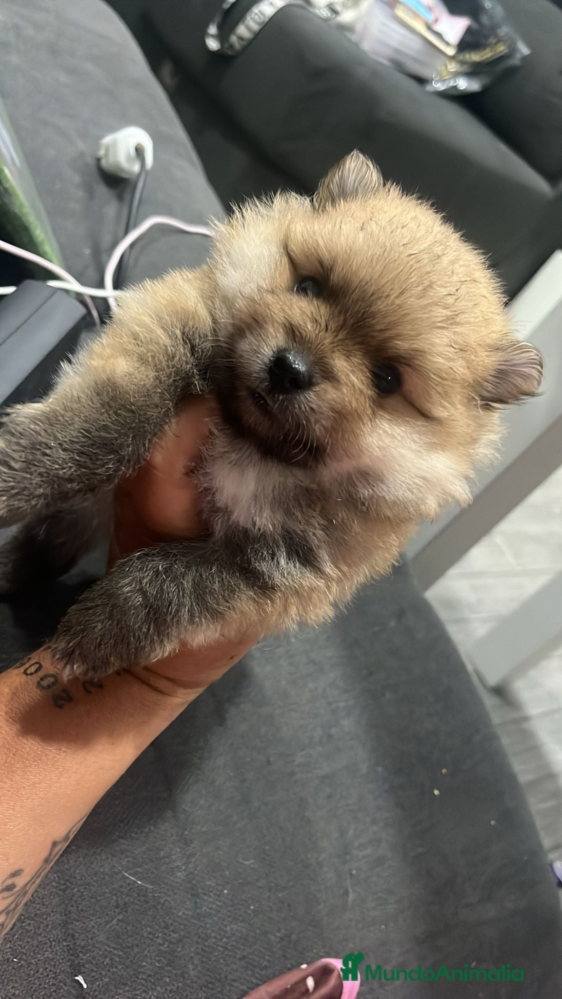 Pomerania perros Lulu pomerania toy cara de oso!! - Anuncio 2