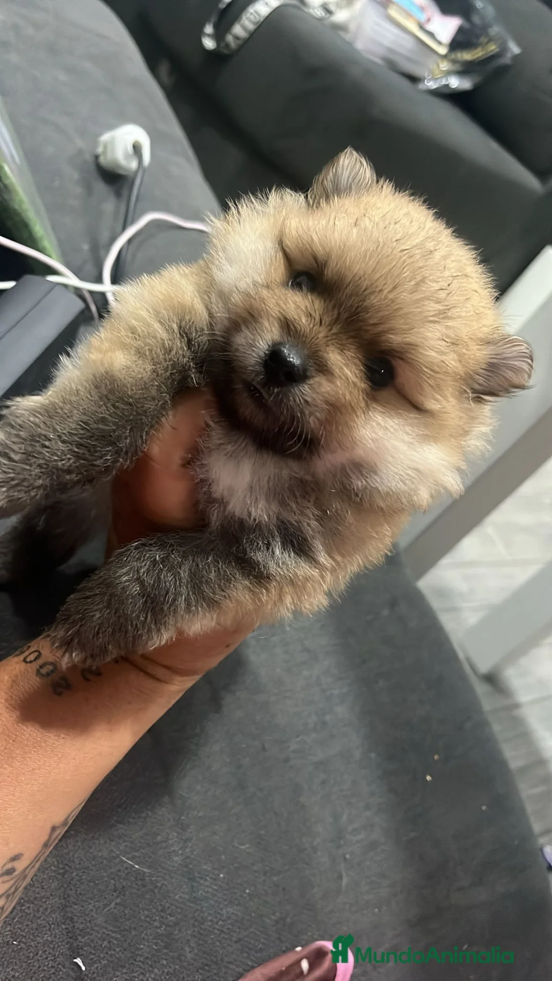Pomerania perros en venta: Lulu pomerania toy cara de oso!! - Anuncio 2