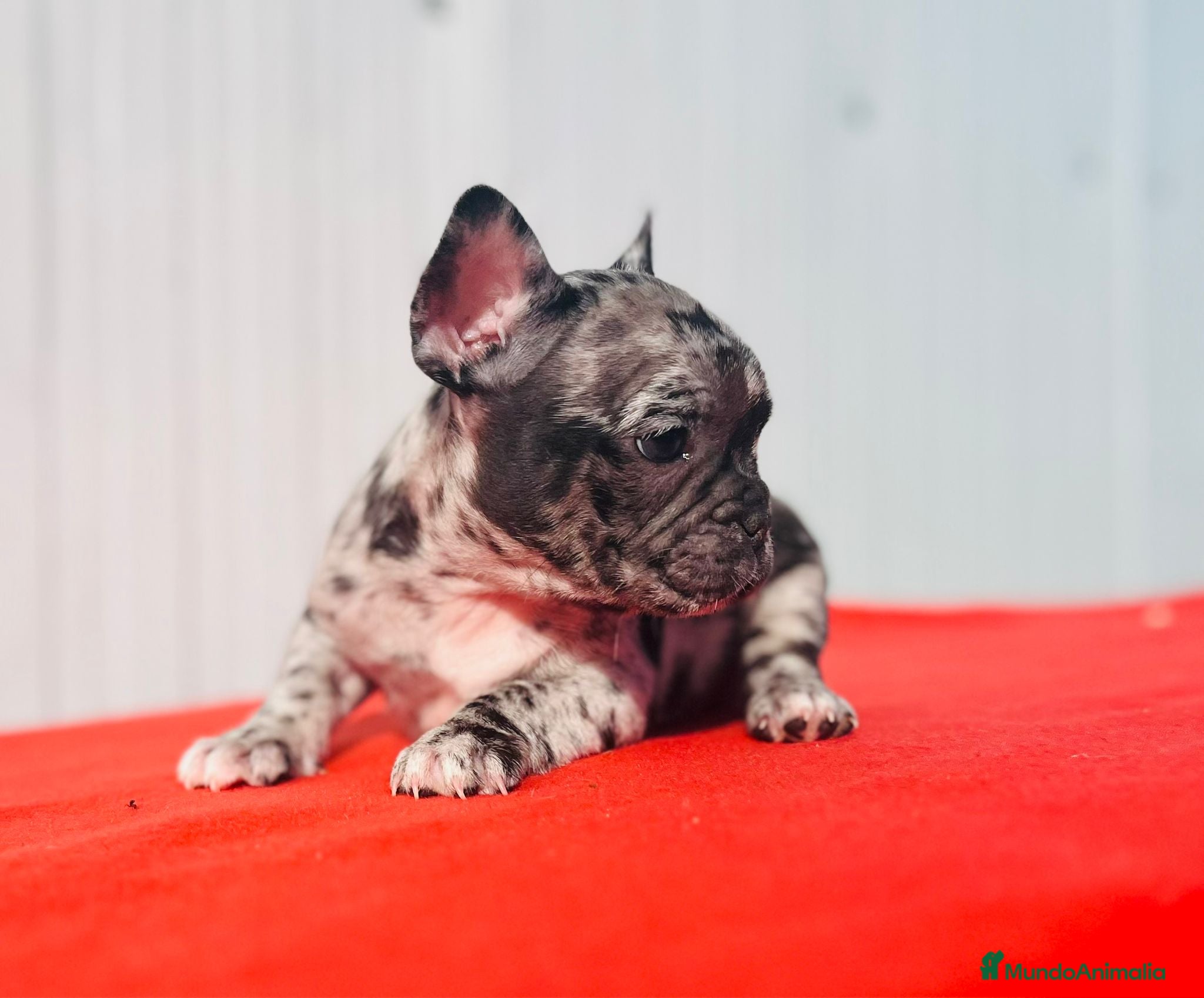 Bulldog Francés perros Bulldog francés macho Merle blue - Anuncio 2