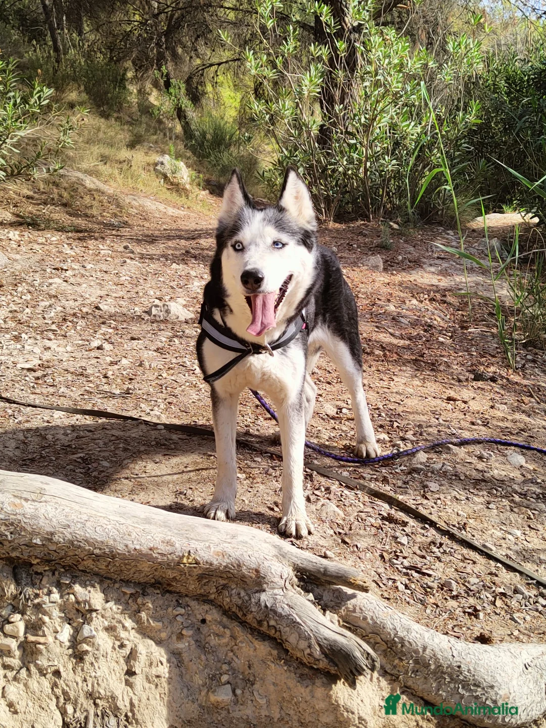 Husky Siberiano perros en venta: Husky  - Anuncio 4