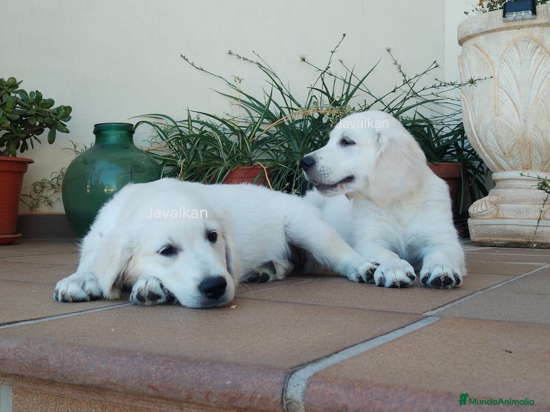 Golden Retriever perros en venta: Golden Retriever  - Imagen 4