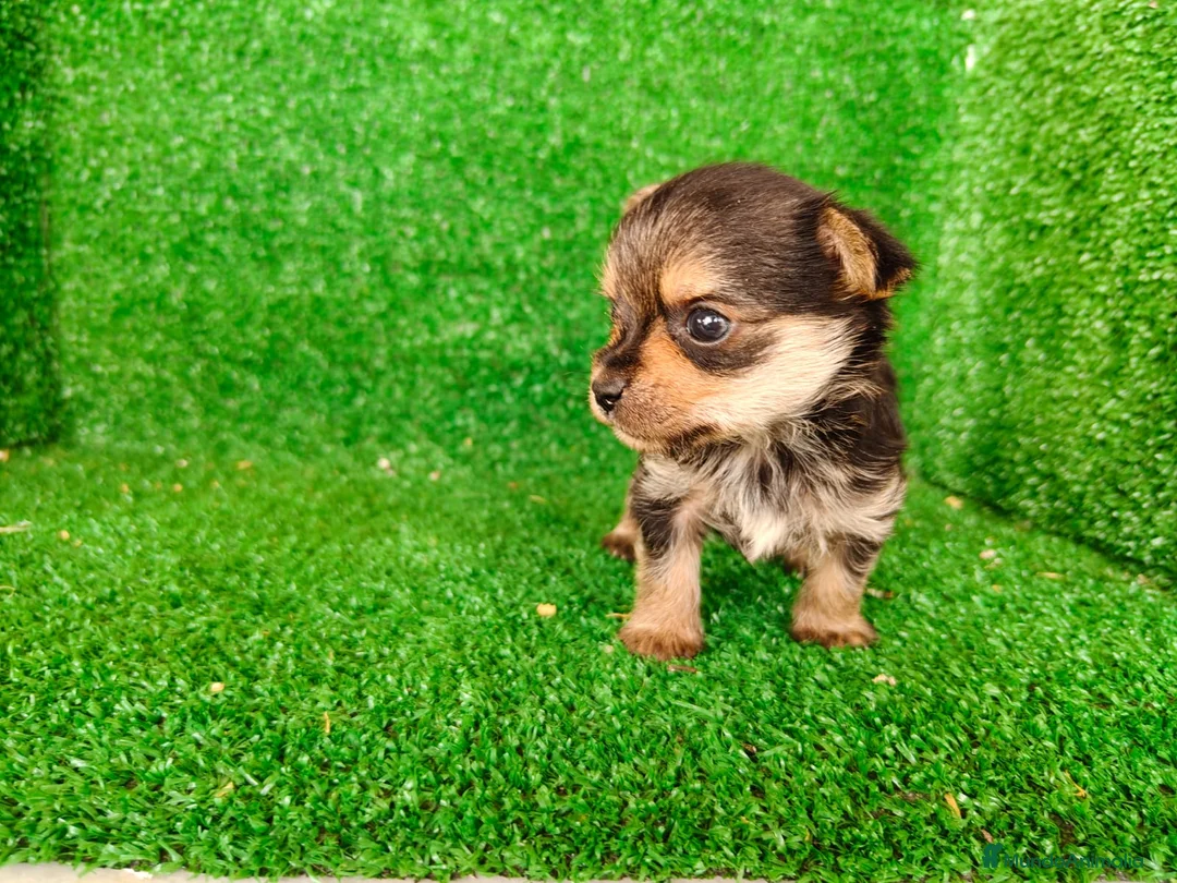 Yorkshire Terrier perros en venta: yorkshire terrier - Anuncio 2