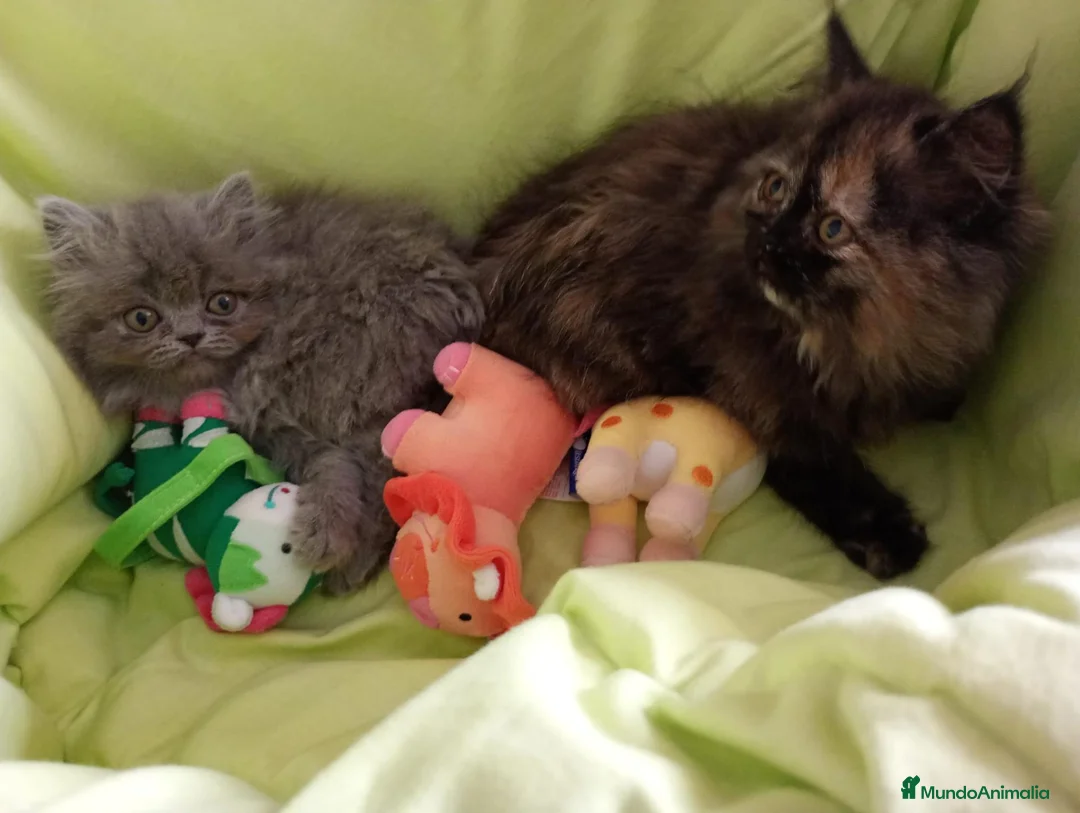 Himalayo gatos en venta: Malayo disponible - Anuncio 1