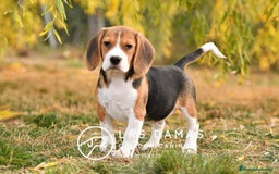 Beagle perros en venta: Beagle tricolor - Imagen 1