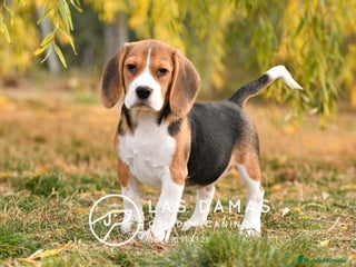 Beagle perros - Anuncio 24