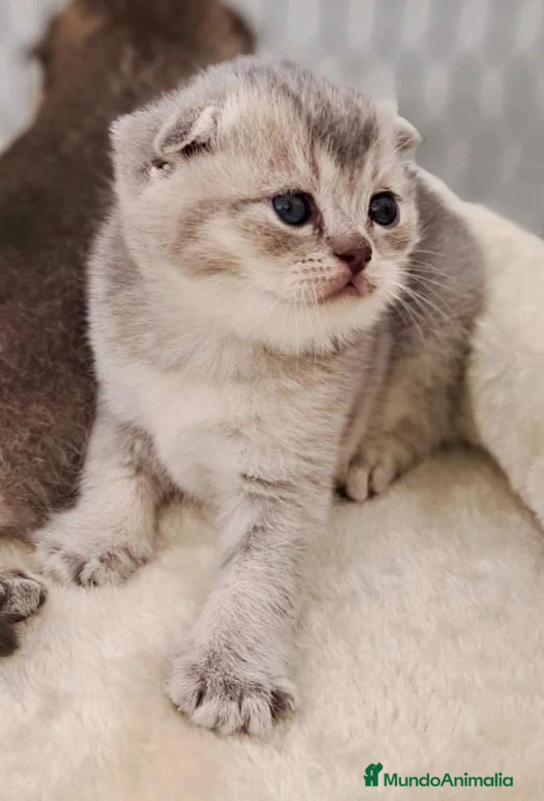 Británico de Pelo Corto Azul gatos en venta: VENTA GATO BRITISH SHORTAIR - Anuncio 2