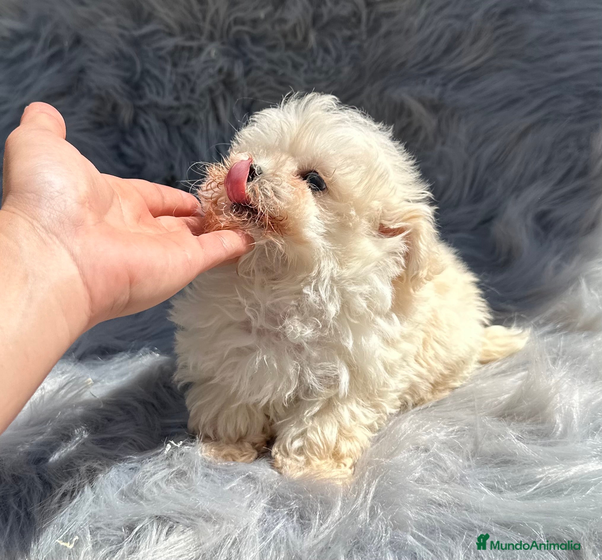 Maltipoo perros MALTIPOO MICROTOY MACHO 600 GRAMOS en Barcelona - Anuncio 24