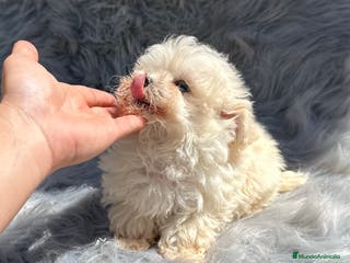Maltipoo perros MALTIPOO MICROTOY MACHO 600 GRAMOS en Barcelona - Anuncio 36